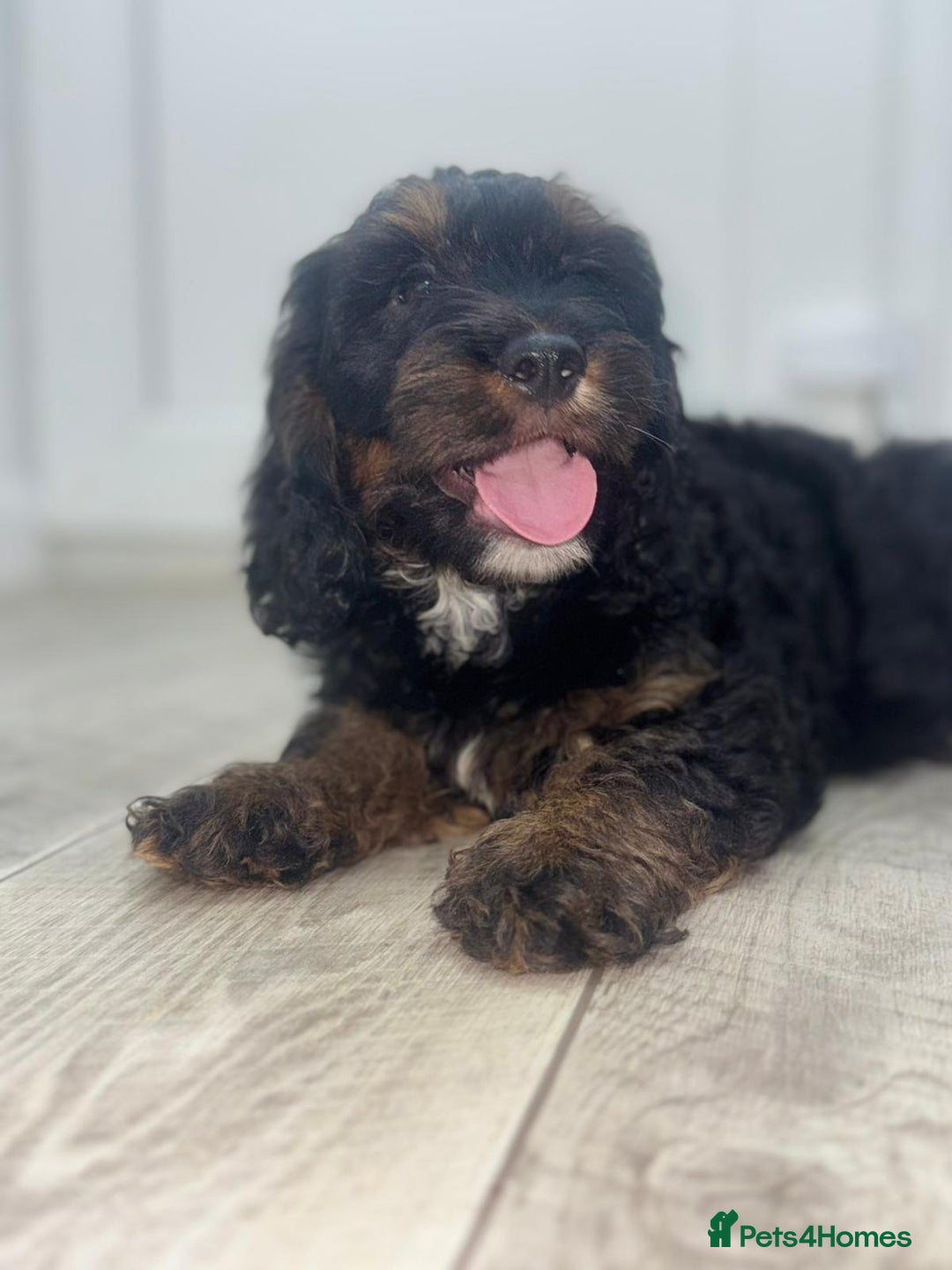 Cockapoo dogs for sale: Beautiful Cockapoo Puppies  - Image 13