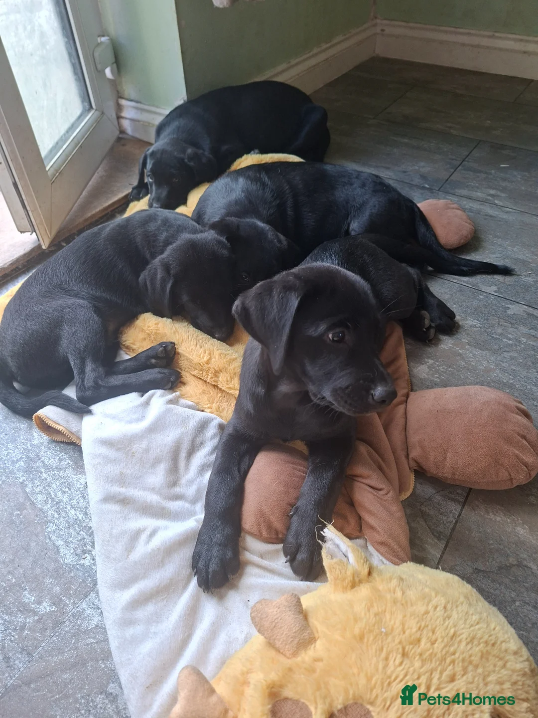 Labrador Retriever dogs for sale: KC reg black labrador  - Advert 2