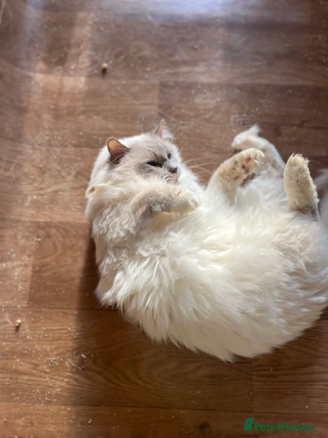 Ragdoll cats for stud: GCCF lilac ragdoll male for Stud  - Advert 3