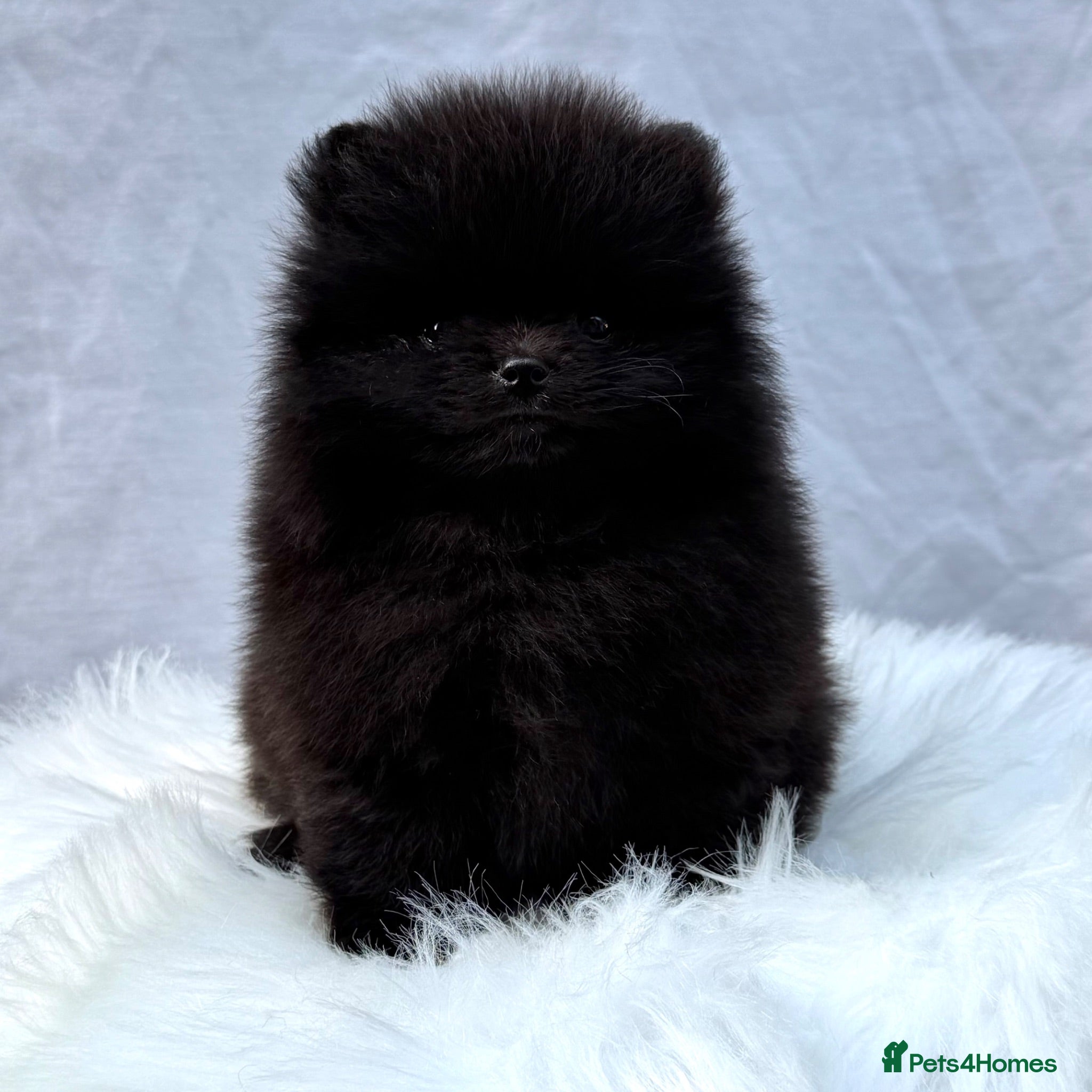 Pomeranian dogs ✨ Tiny Teddy Face Pomeranian Puppies 🐻✨ - Advert 10