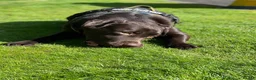 Labrador Retriever dogs for stud: Chocolate lablador retriever  in Glasgow - Advert 6