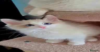 Ragdoll cats - Advert 15