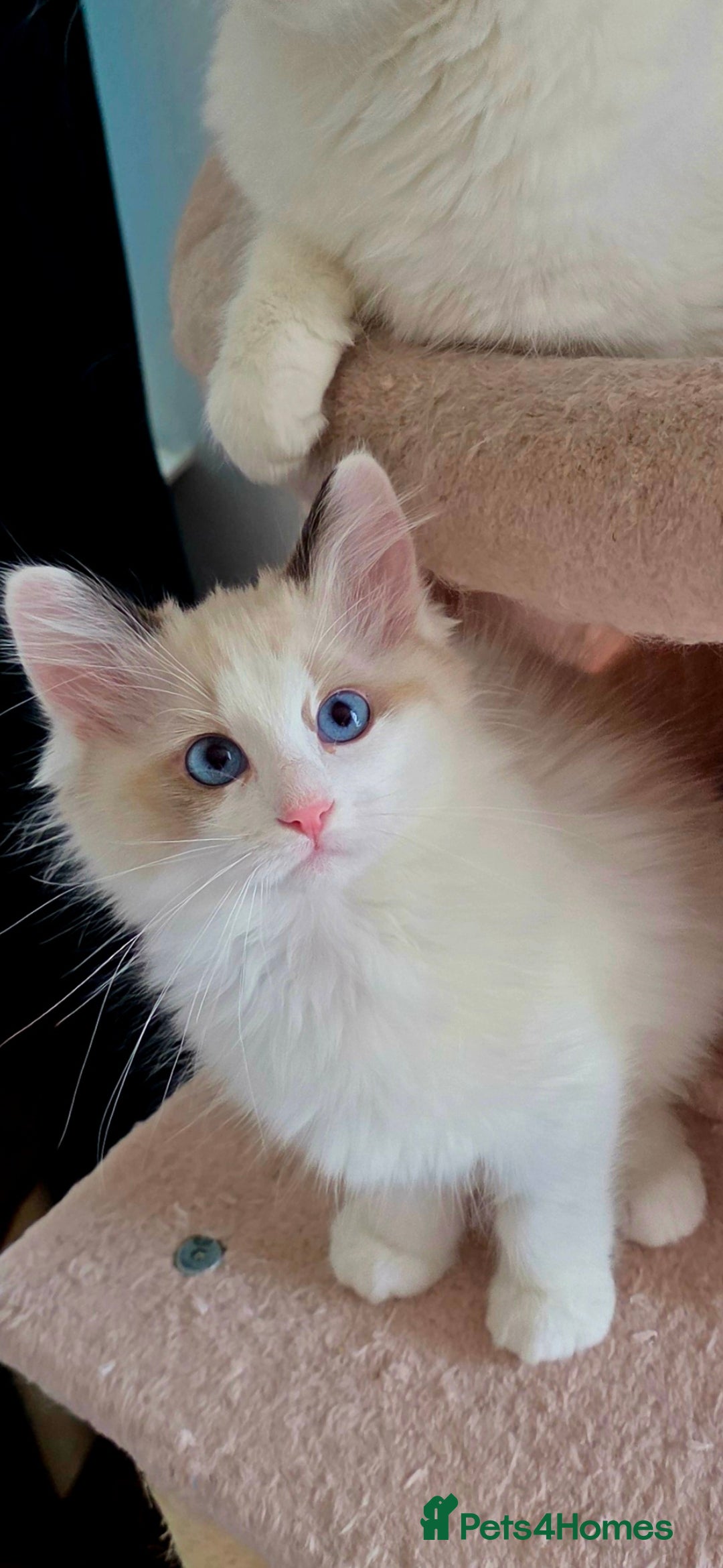 Ragdoll cats for sale:  3 Ragdoll kittens looking for loving homes - Image 2