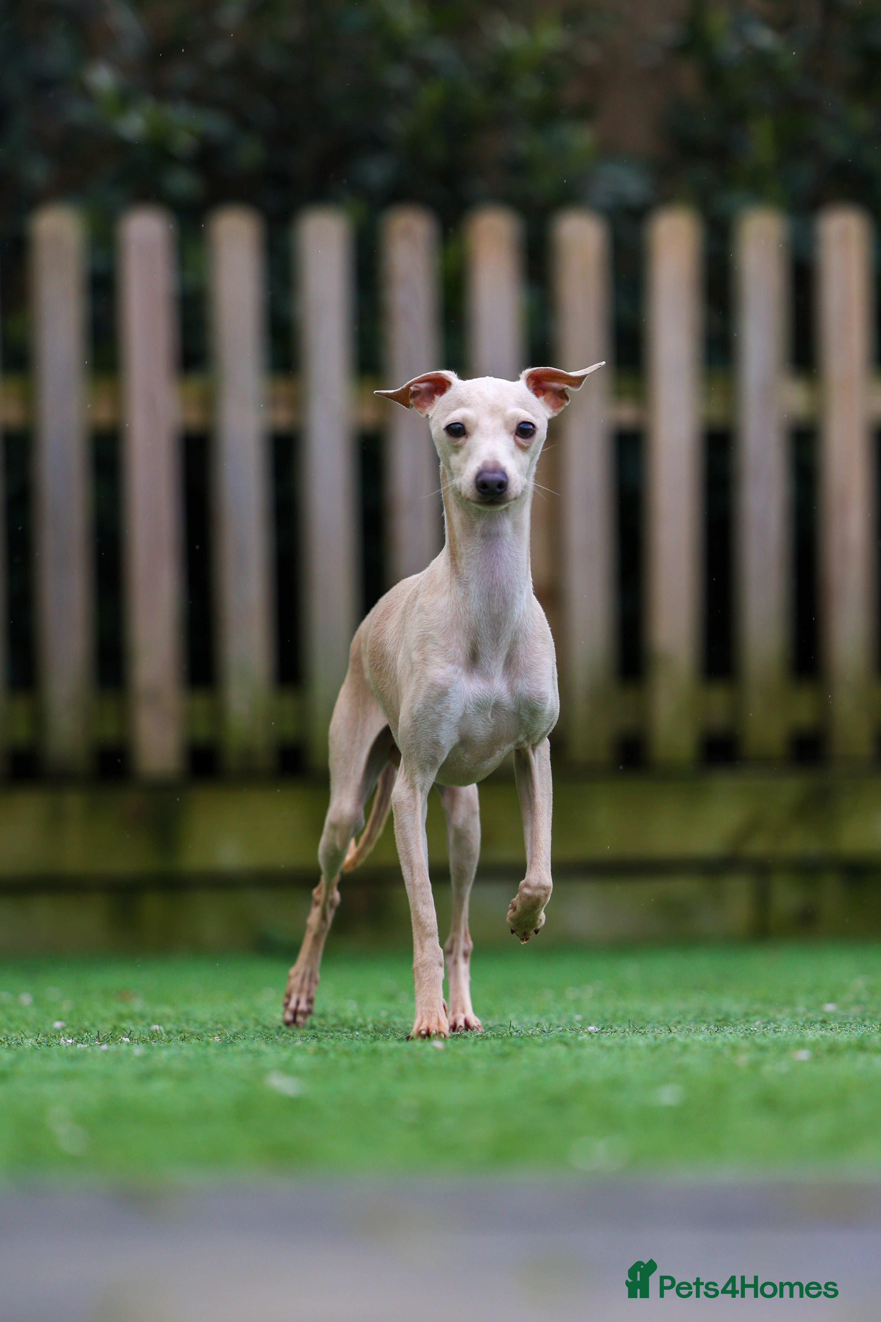 Italian Greyhound dogs MILKY 🥛 import from Spain - Italian greyhound - Advert 16