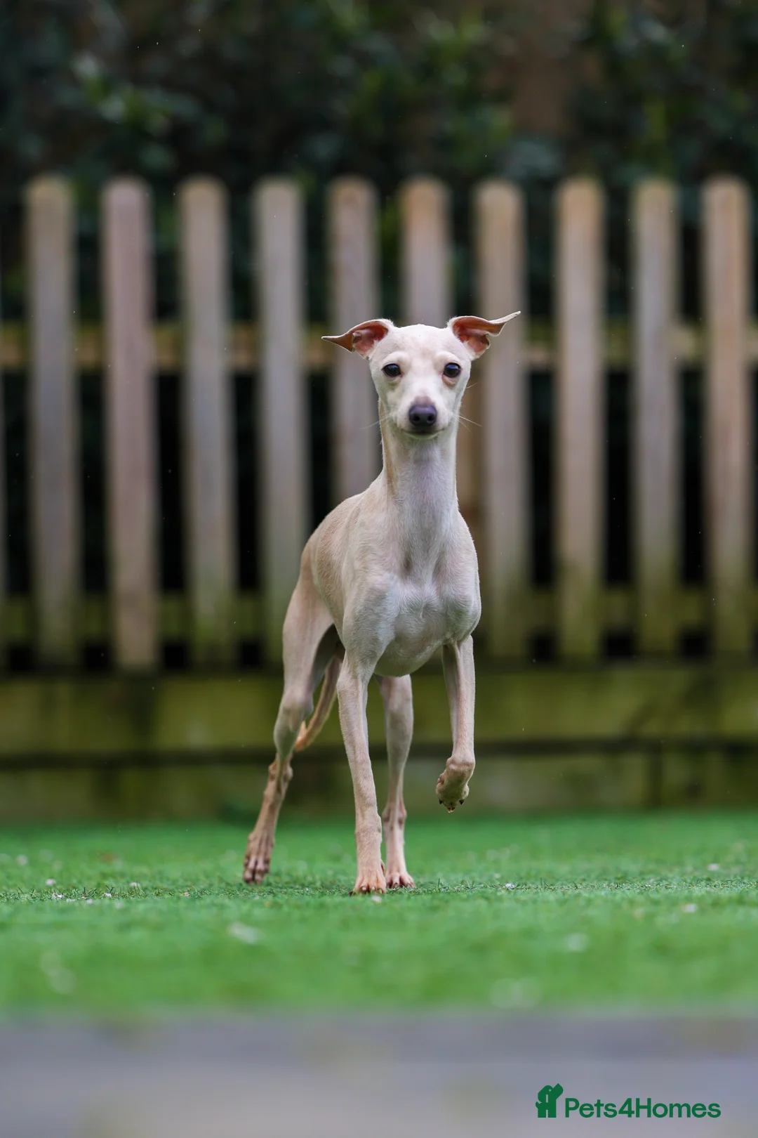 Italian Greyhound dogs for stud: MILKY 🥛 import from Spain - Italian greyhound in Southport - Advert 1
