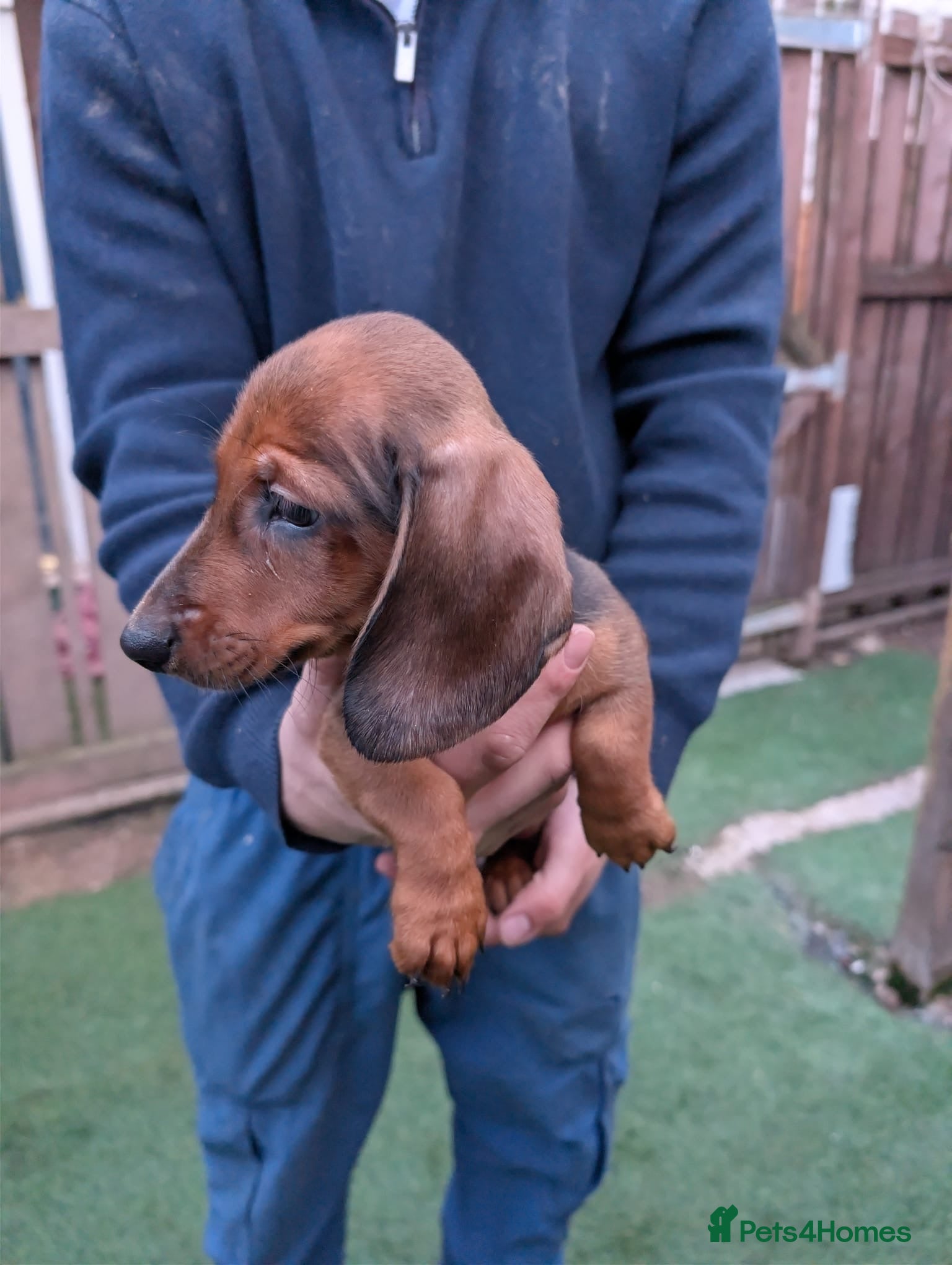 Miniature Dachshund dogs Miniature dachshund champion bloodline pedigree - Advert 2
