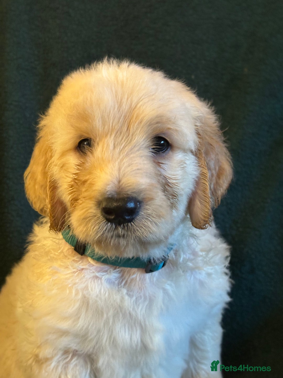 Goldendoodle dogs for sale: Goldendoodle Puppies – Ready Now, Don’t Miss Out! in Llanbrynmair - Image 1