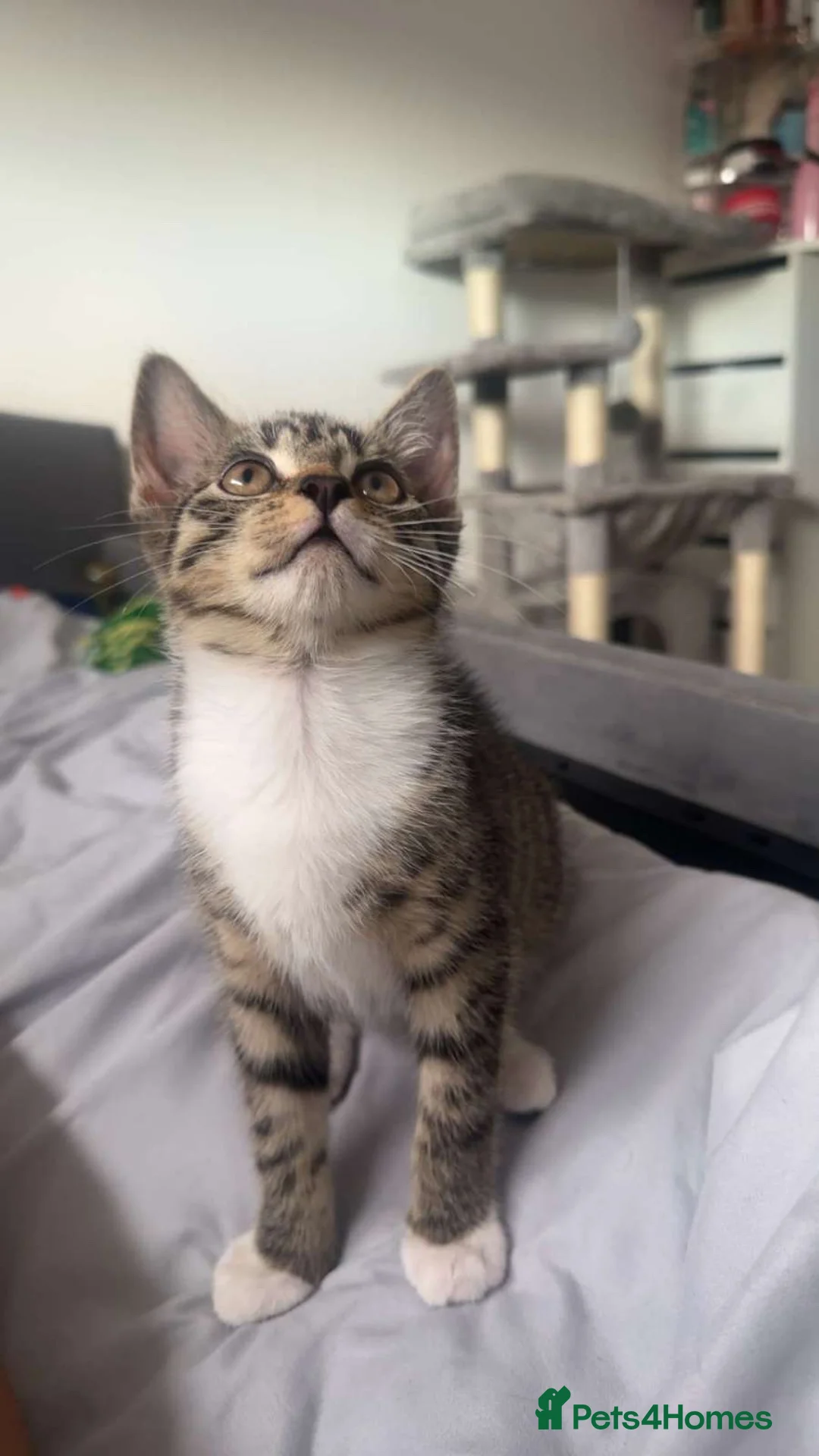 Mixed Breed cats for sale: Beautiful mixed breed kitten  - Advert 2