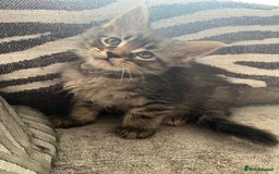 Maine Coon cats for sale: Maine coon kittens TICA registered  - Image 13