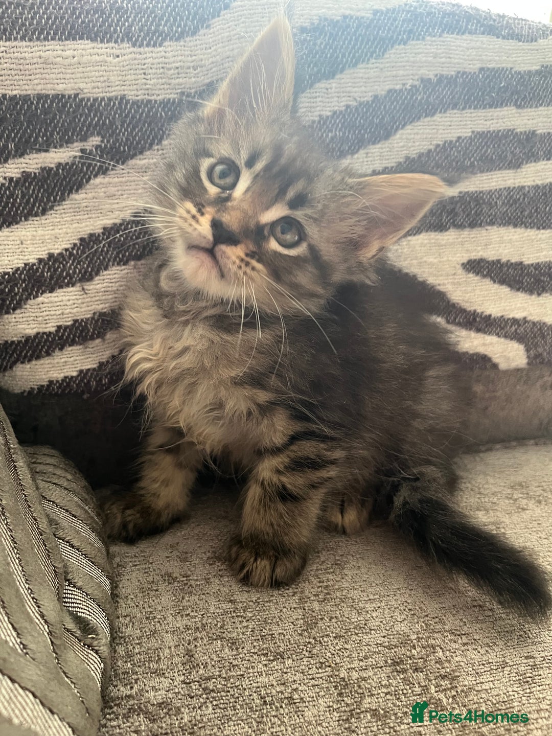Maine Coon cats for sale: Maine coon kittens TICA registered  - Image 13