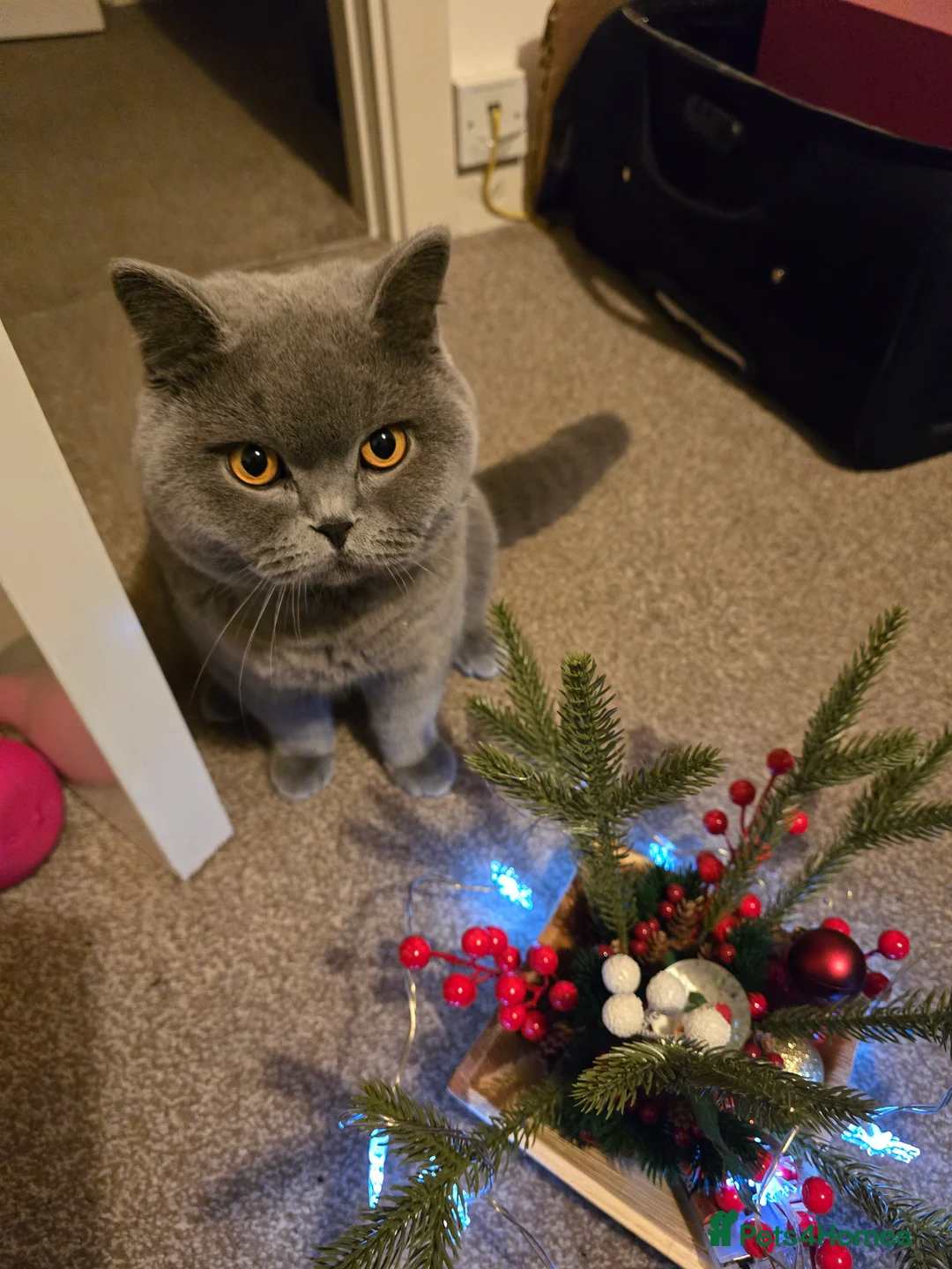 British Shorthair cats for stud: Mr Coco - Advert 3