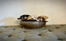 Miniature Dachshund dogs for sale: cream colour's KC miniture dachshund - Image 26