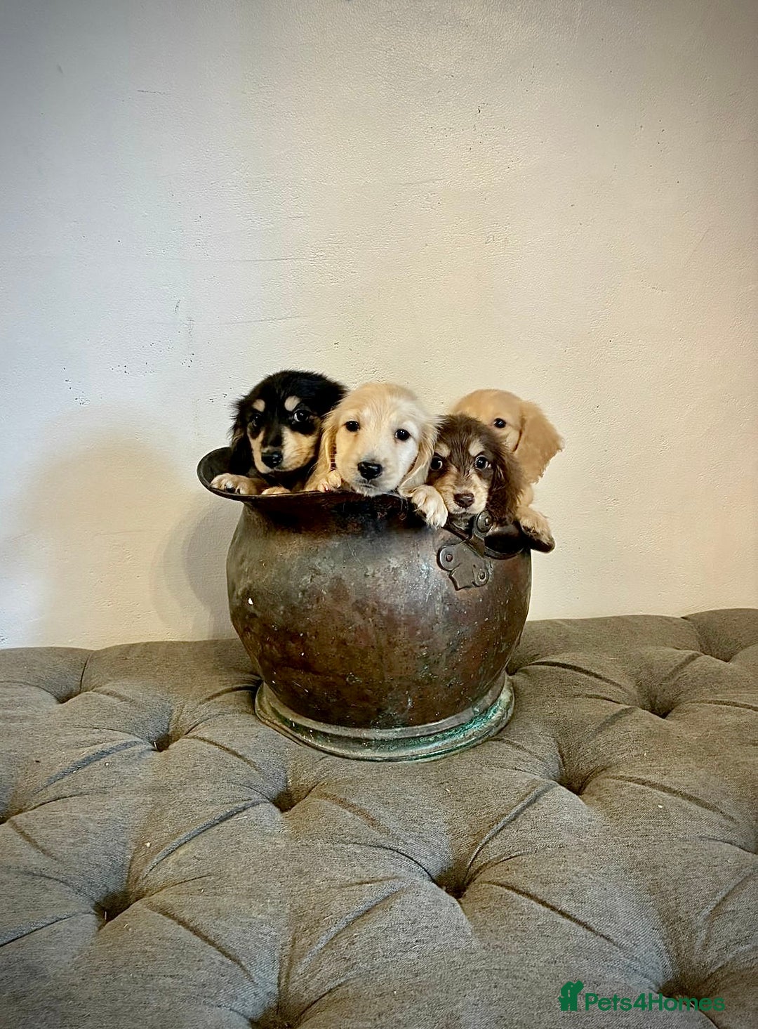 Miniature Dachshund dogs for sale: cream colour's KC miniture dachshund - Image 26
