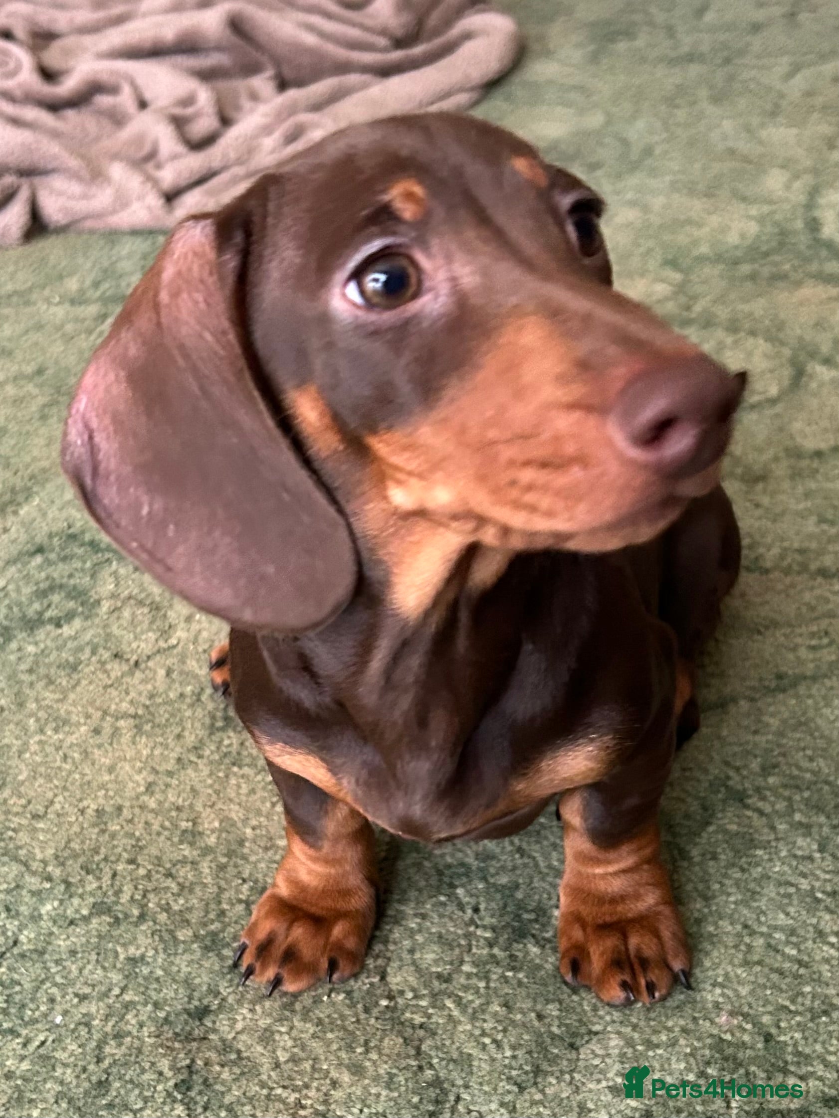 Miniature Dachshund dogs Exceptional chocolate & tan miniature dachshunds  - Advert 1