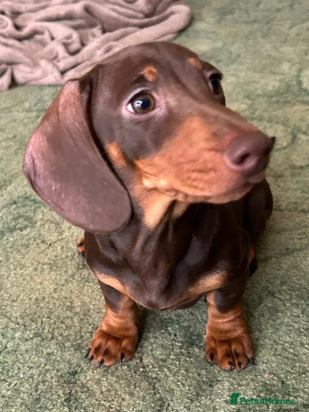 Miniature Dachshund dogs for sale: Exceptional chocolate & tan miniature dachshunds  - Advert 1