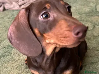 Miniature Dachshund dogs Exceptional chocolate & tan miniature dachshunds - Advert 1