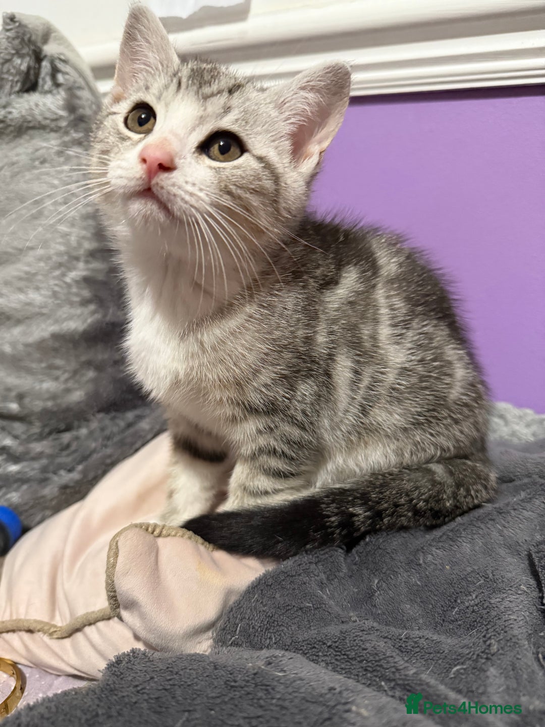 British Shorthair cats for sale: Beautiful British Shorthair Cross Kittens - Advert 13