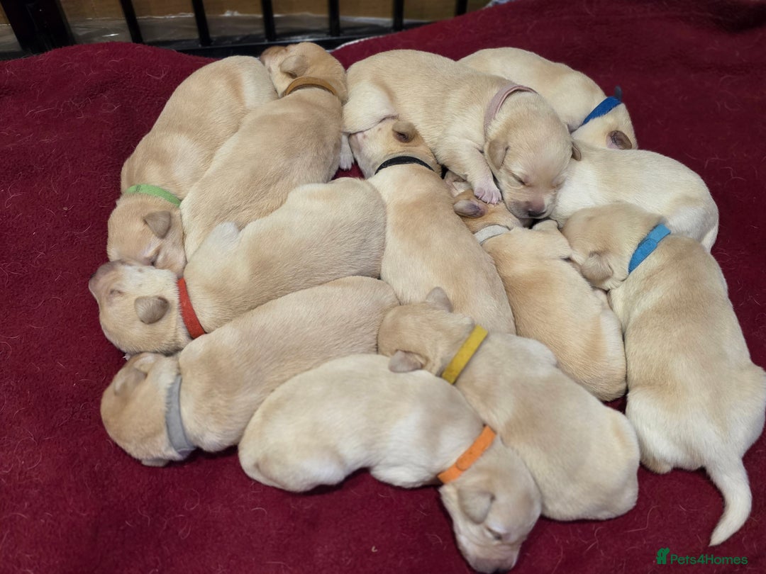 Labrador Retriever dogs for sale: Labrador Puppies for sale 24/10/25 onwards - Image 5