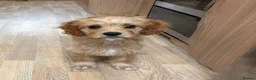 Cavapoo dogs for sale: F1b Cavapoo puppies! - Advert 11