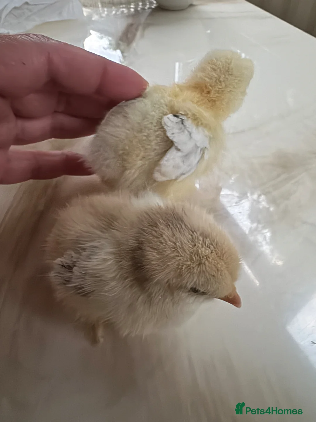 Chickens poultry for sale: Chicks in Kingston upon Thames - Advert 2