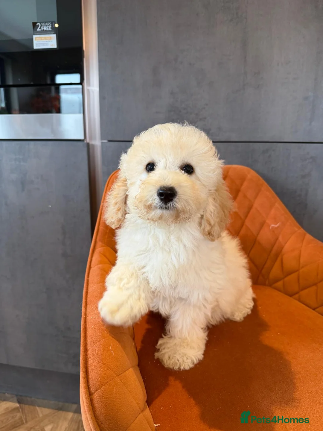 Poochon dogs for sale: Poochon F1 - Advert 1