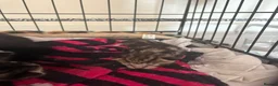 Domestic Shorthair cats for sale: 6 Curious Loving Domestic Shorthair Kittens - Advert 22
