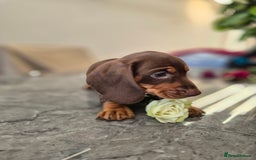 Dachshund dogs for sale: READY TO LEAVE Miniature dachshund puppies PRA CLR - Image 11