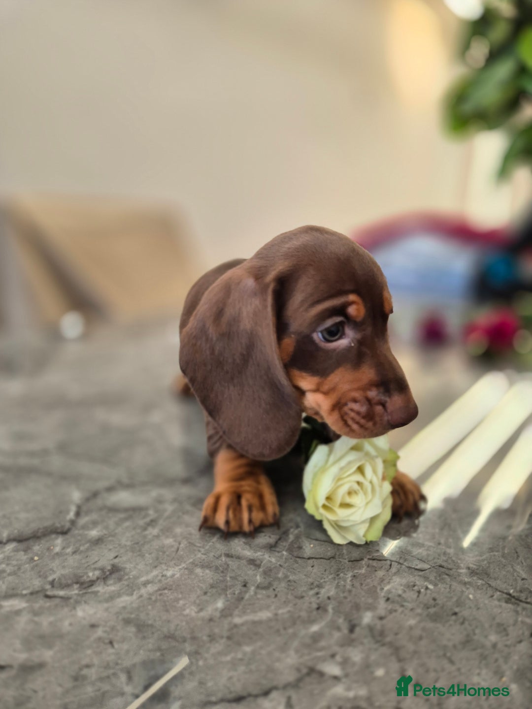 Dachshund dogs for sale: READY TO LEAVE Miniature dachshund puppies PRA CLR - Image 11