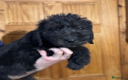 Mixed Breed dogs for sale: Ready now - F1 Irish Wolfadoodle - Advert 9