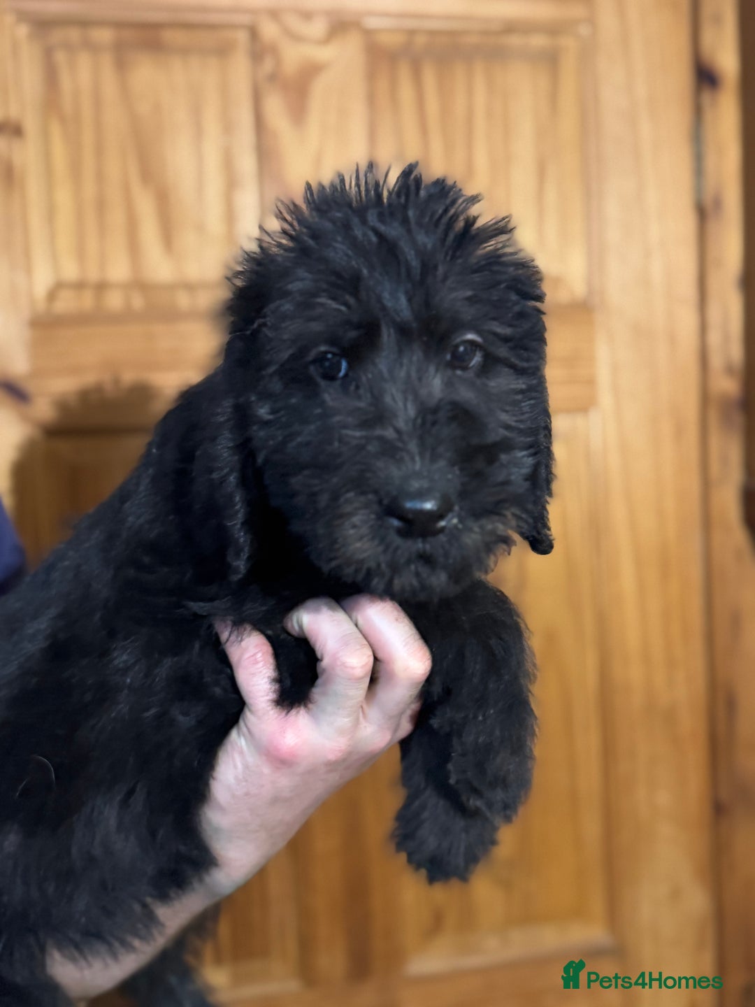 Mixed Breed dogs for sale: Ready now - F1 Irish Wolfadoodle - Advert 9