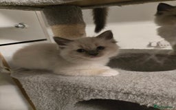 Ragdoll cats for sale: Beautiful friendly ragdol kittens  - Image 4
