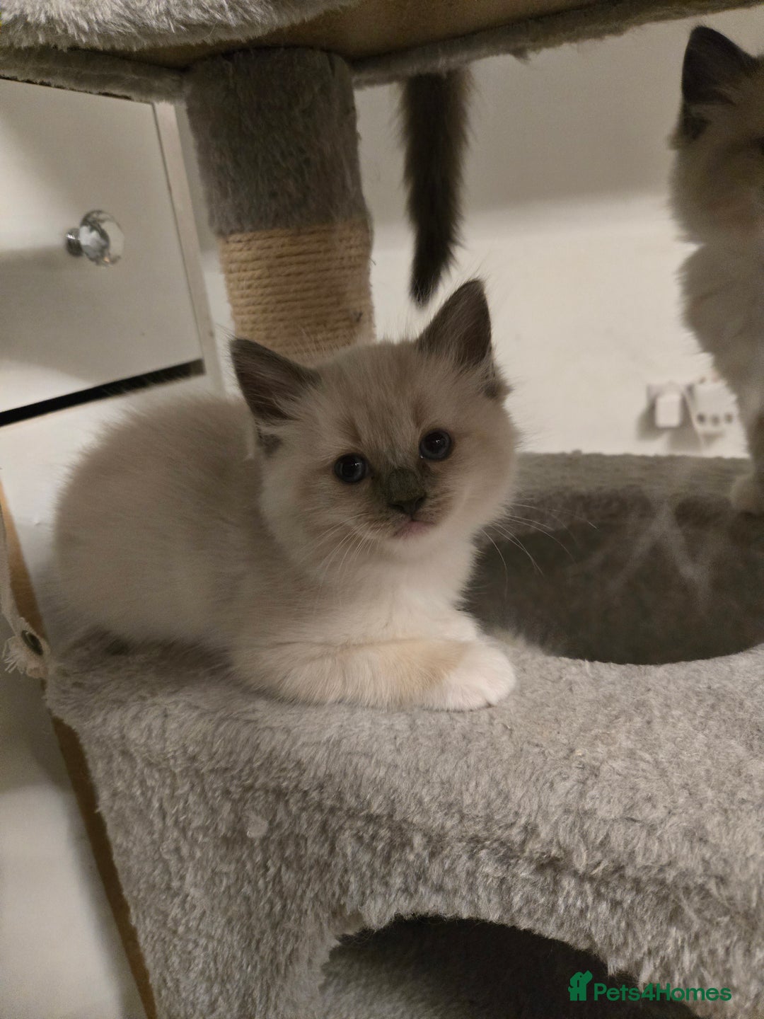 Ragdoll cats for sale: Beautiful friendly ragdol kittens  - Image 4
