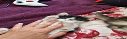 Mixed Breed cats for sale: 4 gorgeous kitten looking for their forever home - Advert 19