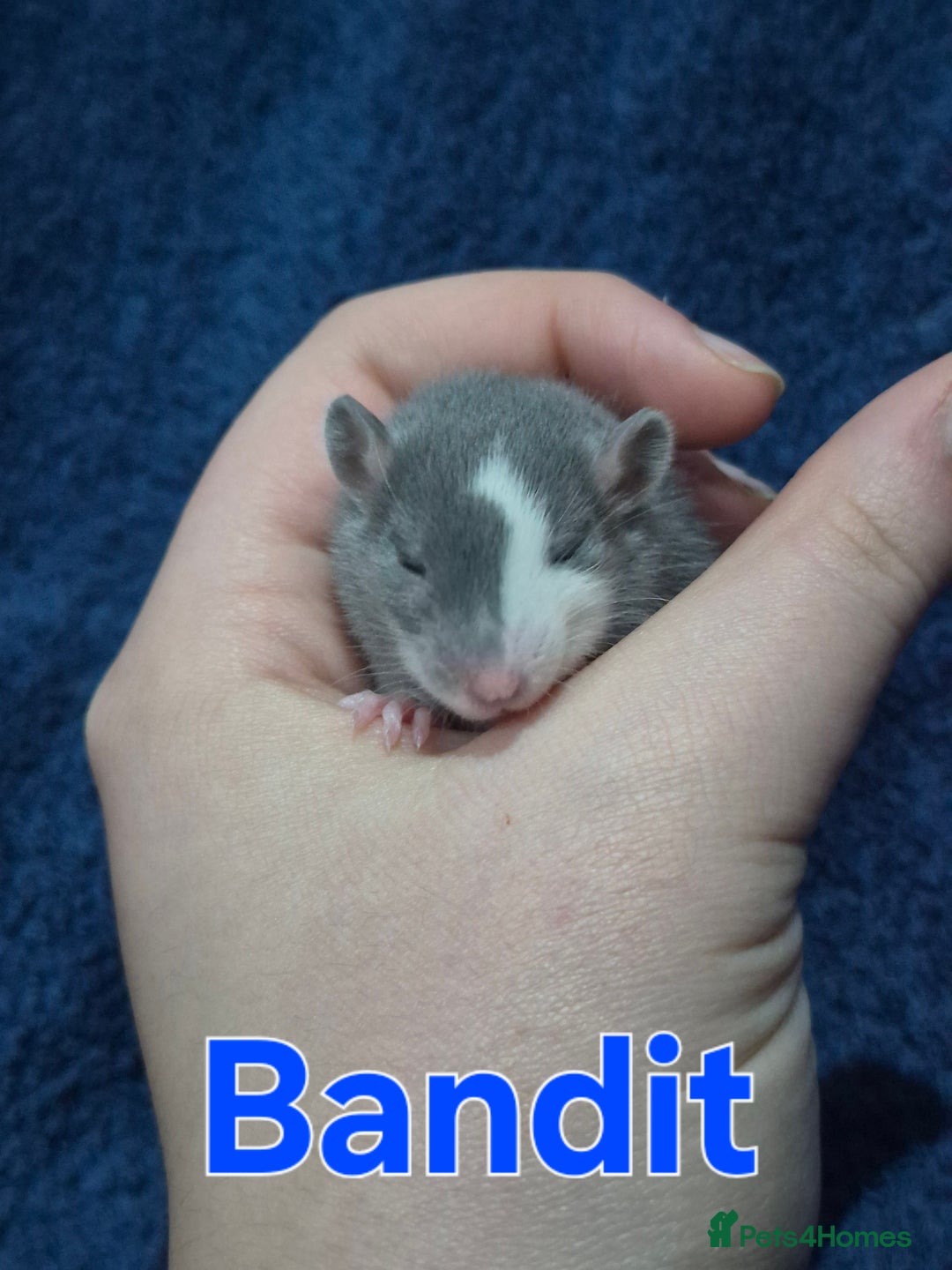 Rat rodents for sale: Healthy Tame Baby Rats - Advert 6