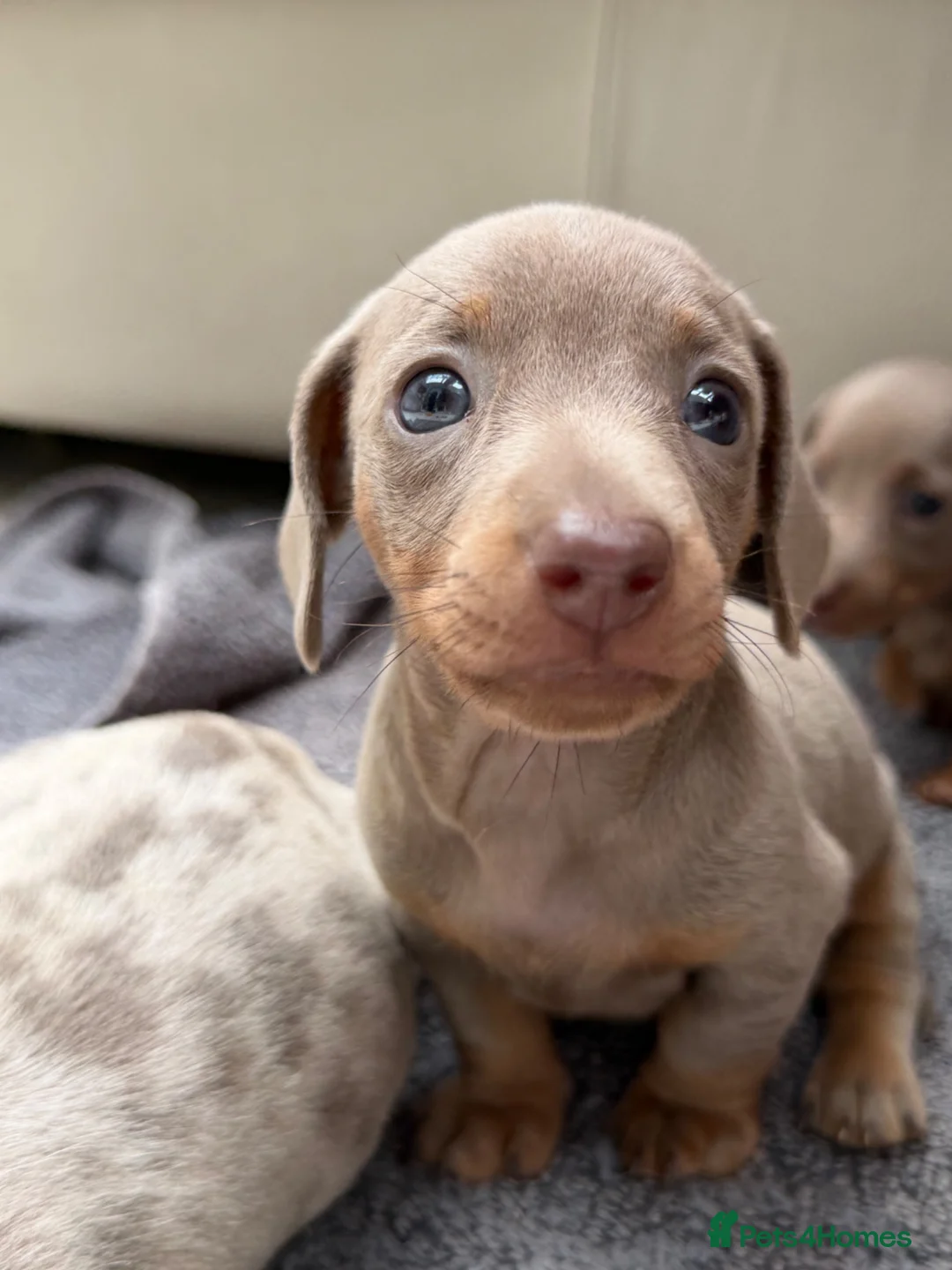 Dachshund dogs for sale: Miniature Dachshund - Advert 2