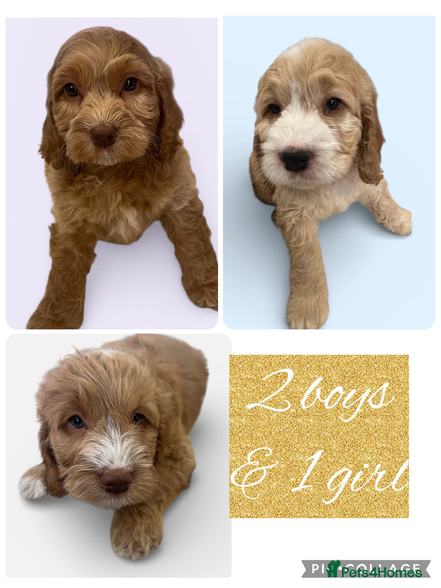 Cockapoo dogs Beautiful F1 Cockapoos DNA health tested parents.  - Advert 5