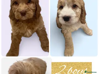 Cockapoo dogs Beautiful F1 Cockapoos DNA health tested parents. - Advert 3