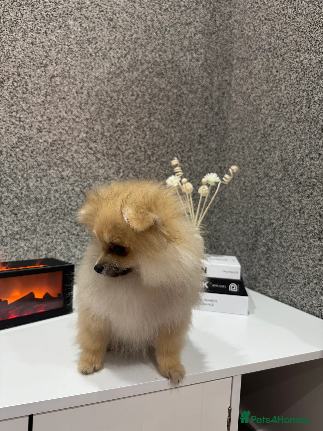 Pomeranian dogs for sale: KC registered boy! - Advert 2