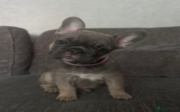 French Bulldog dogs for sale: 🐾Stunning French BullDog Puppies - Image 6