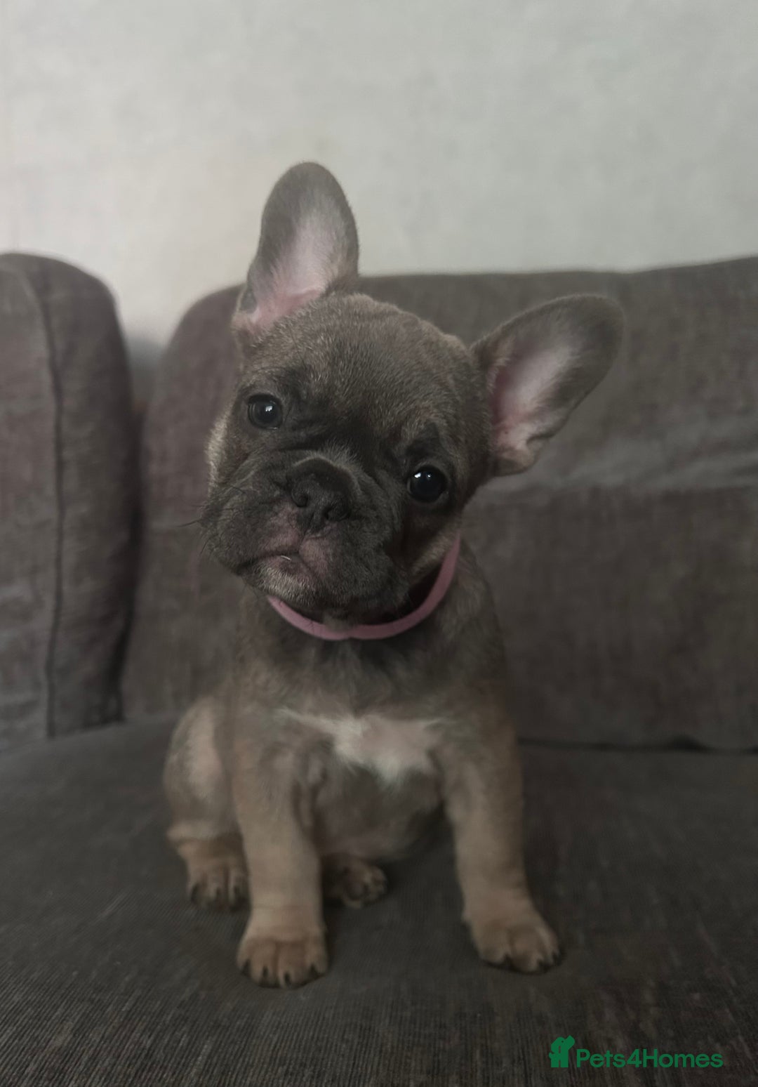 French Bulldog dogs for sale: 🐾Stunning French BullDog Puppies - Image 6