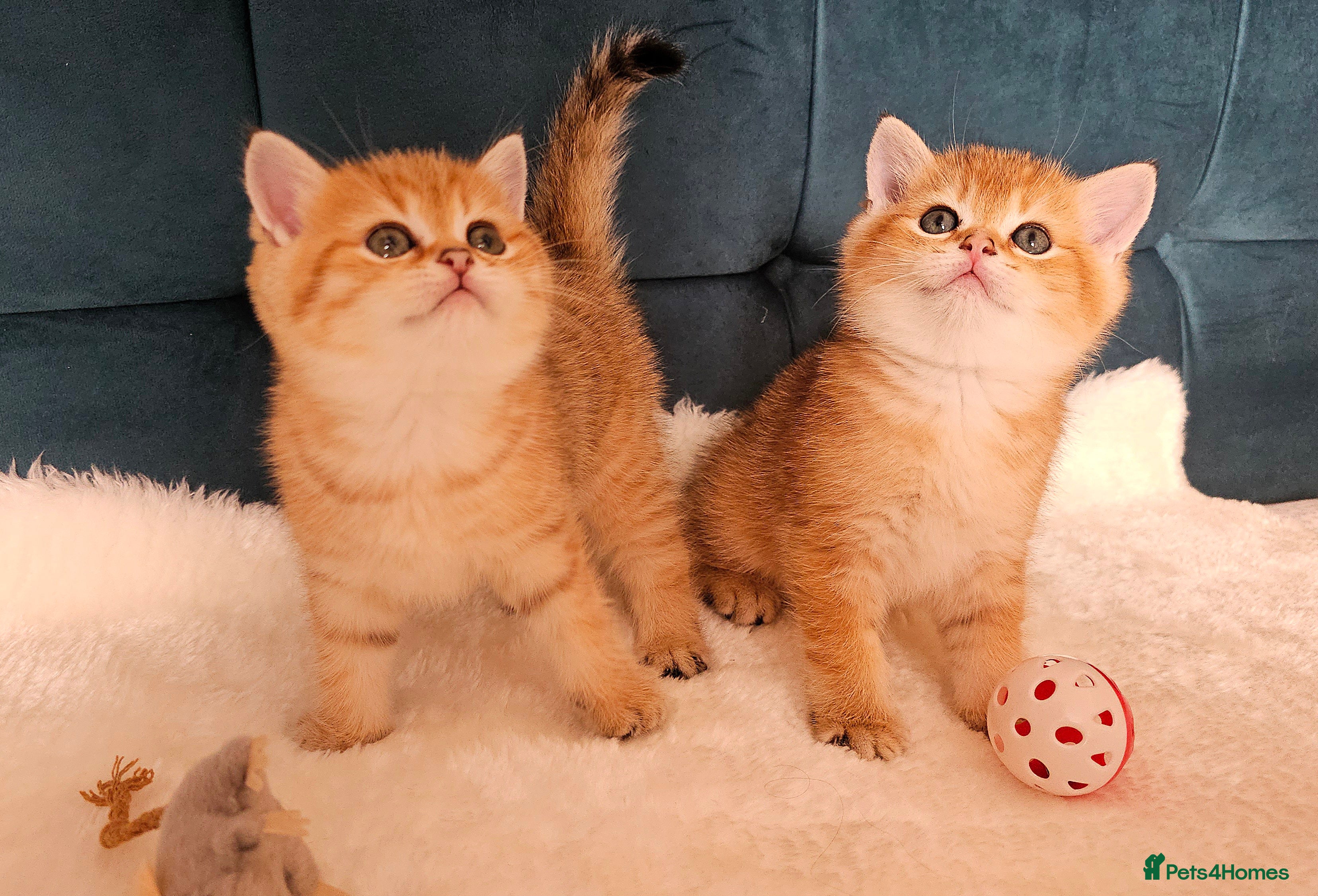 Scottish Fold cats Tica Registered pedigree kittens FOR RESERVATION - Advert 16