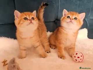 Scottish Fold cats Tica Registered pedigree kittens FOR RESERVATION - Advert 16