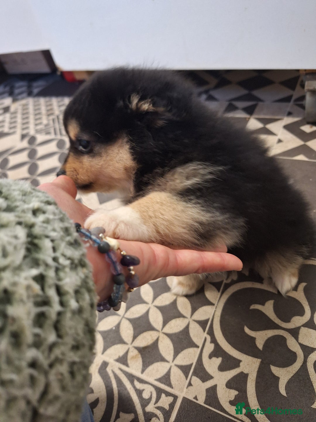 Pomeranian dogs for sale: Little cuties - Advert 7