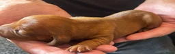 Dachshund dogs for sale: QUALITY KC STANDARD SMOOTH DAHSHUNDS  - Advert 15