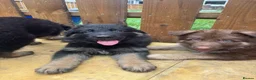 German Shepherd dogs for sale: German Shepherd puppies – Kennel Club registered - Advert 10