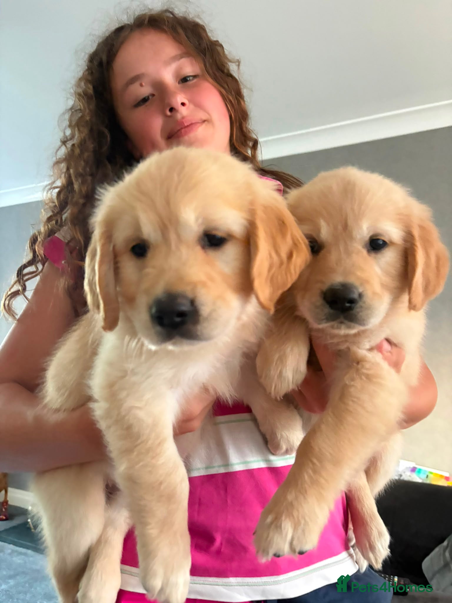 Golden Retriever dogs Gorgeous goldens - Advert 2