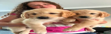 Golden Retriever 4
