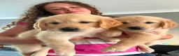 Golden Retriever dogs for sale: Gorgeous goldens - Advert 20