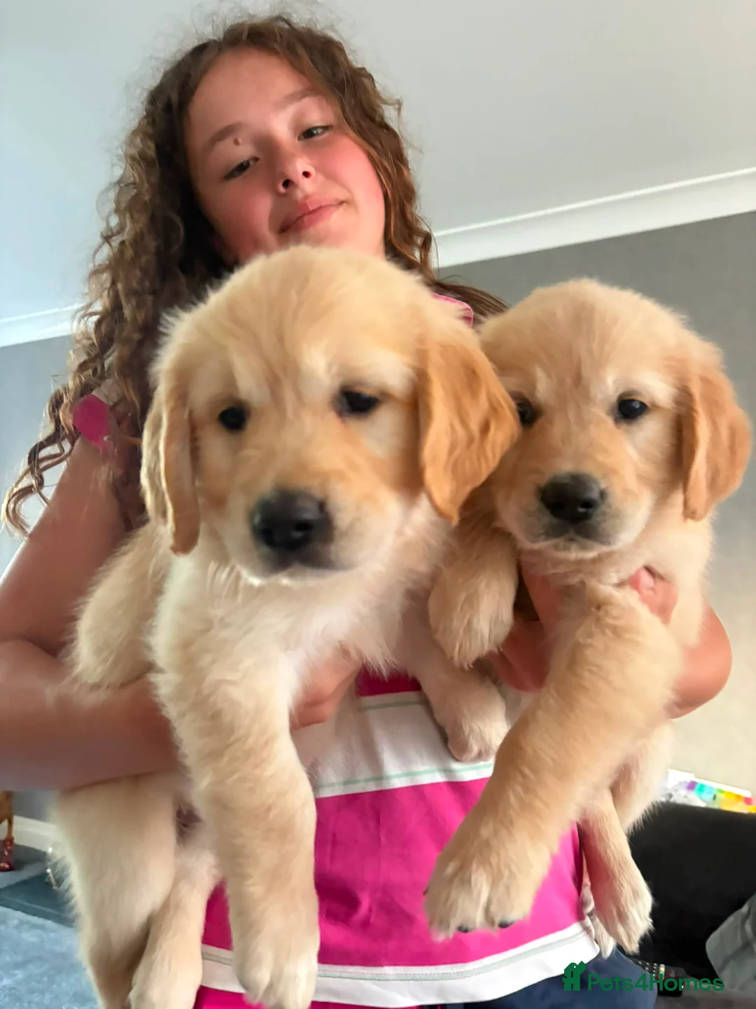 Golden Retriever dogs for sale: Gorgeous goldens - Advert 2