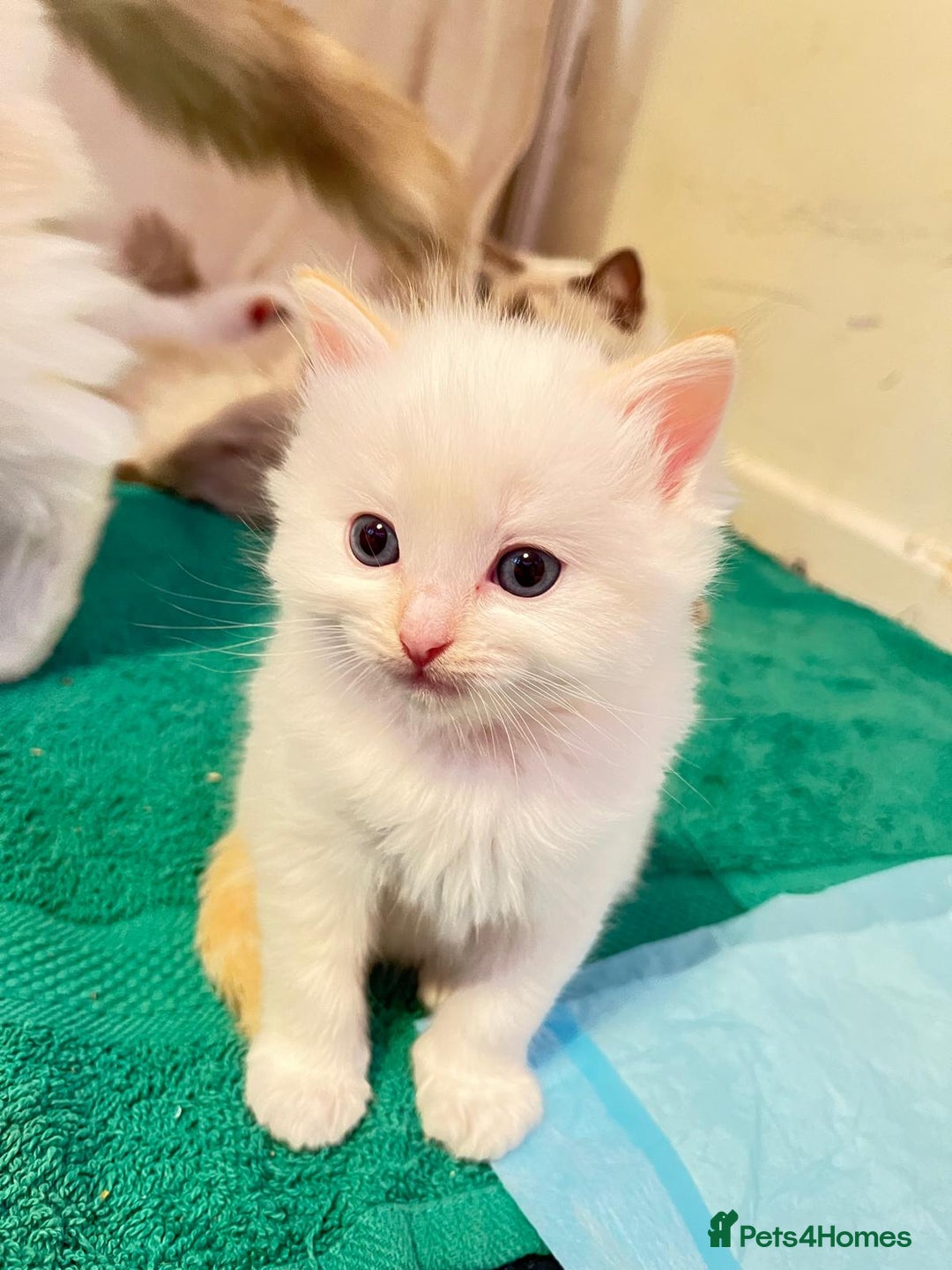 Ragdoll cats for sale: 4 Ragdoll Kittens - Advert 17